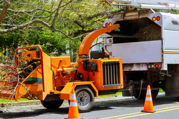 Best Fruit Tree Pruning  in Churchill, PA